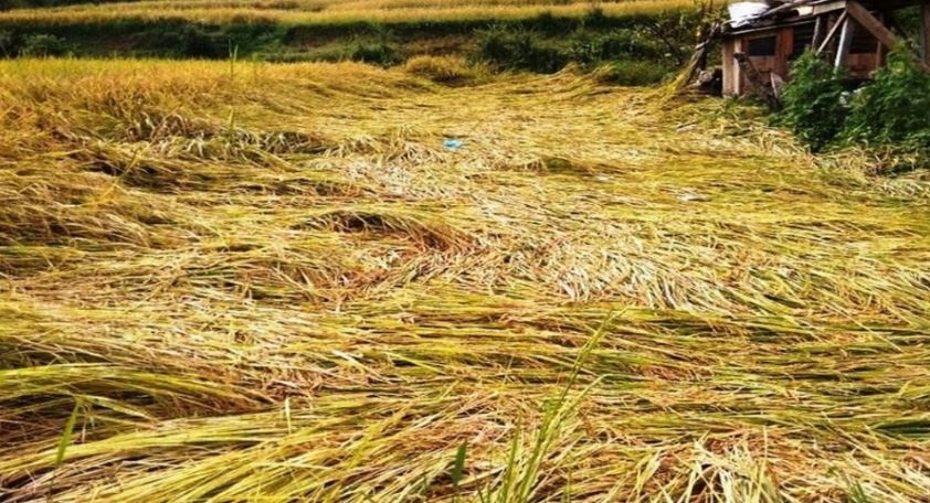 समर्थन मूल्यभन्दा बढीमा किसानले व्यापारीलाई बेचे धान