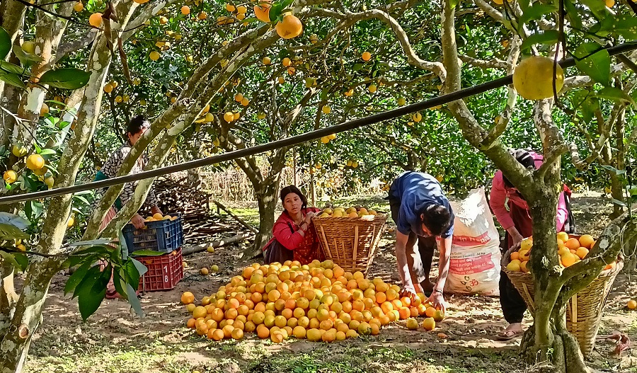 जुनारले बढायो समृद्धिको यात्रा
