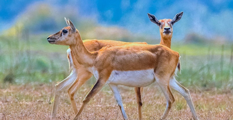 कृष्णसारको आहाराका लागि संरक्षण क्षेत्रभित्रै अनाज खेती