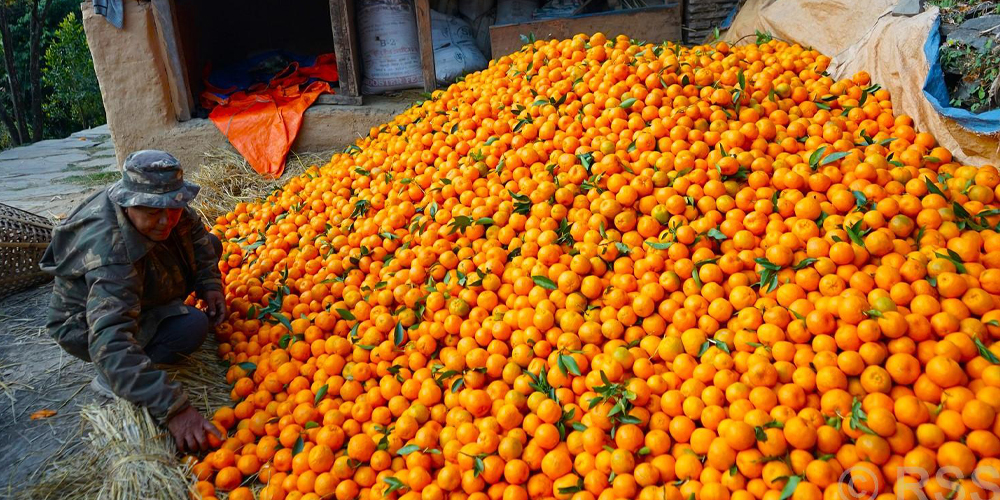 म्याग्दीमा सुन्तला क्रेज- बेचेर २० लाख आम्दानी