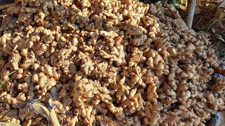 विदेशी बजारमा कर्णालीको अदुवा