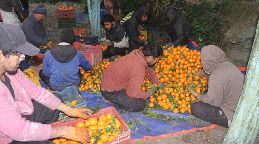 सुन्तला खेतीबाट मनग्य आम्दानी हुन थालेपछि रोकियो बसाइँसराइ