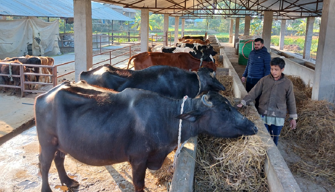 युवालाई व्यवसायमा लाग्ने खुड्किलो बन्यो ‘ब्याज अनुदान’