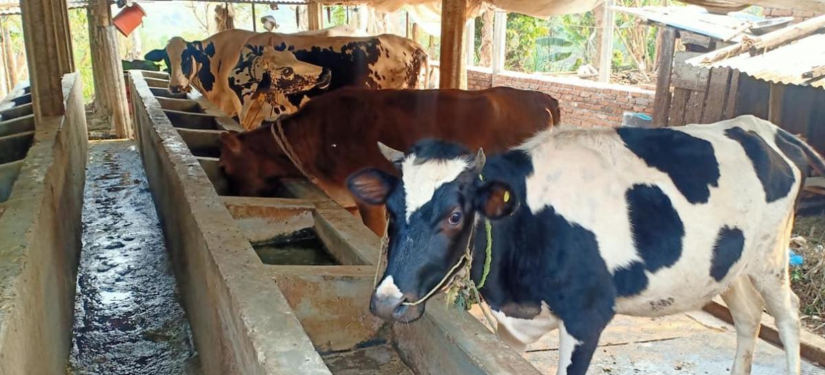 महोत्तरीको गौशालाका गाईलाई आहारा अभाव