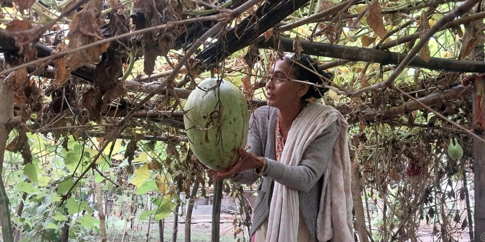 लौका बेचर मासिक ४० हजार आम्दानी
