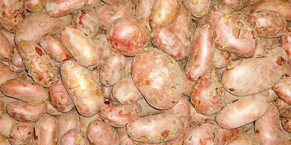 एक कट्ठा जग्गामै ‘बाह्र क्विन्टल’ आलु