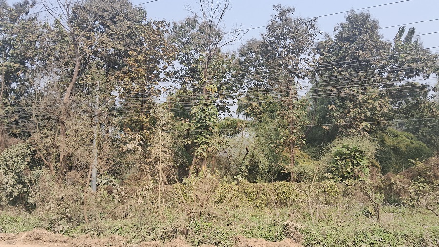 सामुदायिक वनमा महिला नेतृत्वको सफल अभ्यास