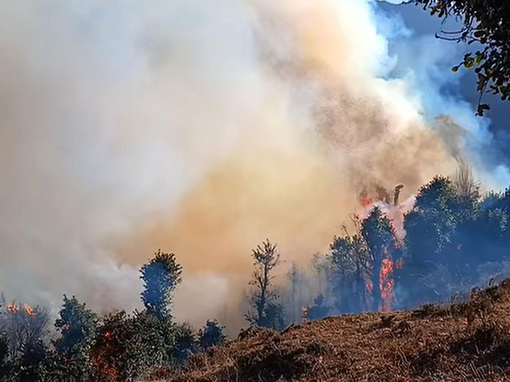 डढेलो नियन्त्रणका लागि पूर्व तयारी