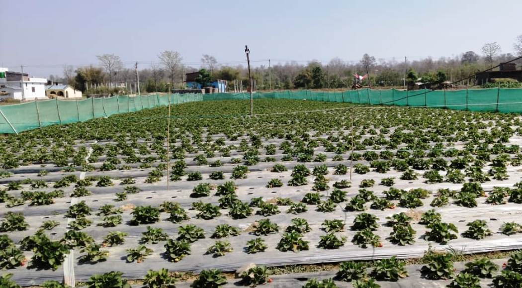 बाँकेमा किसान स्ट्रबेरीखेतीतर्फ आकर्षित