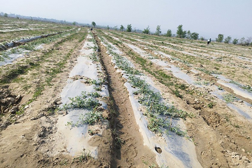 विदेशबाट फर्केर बगरमा तरभुजाखेती